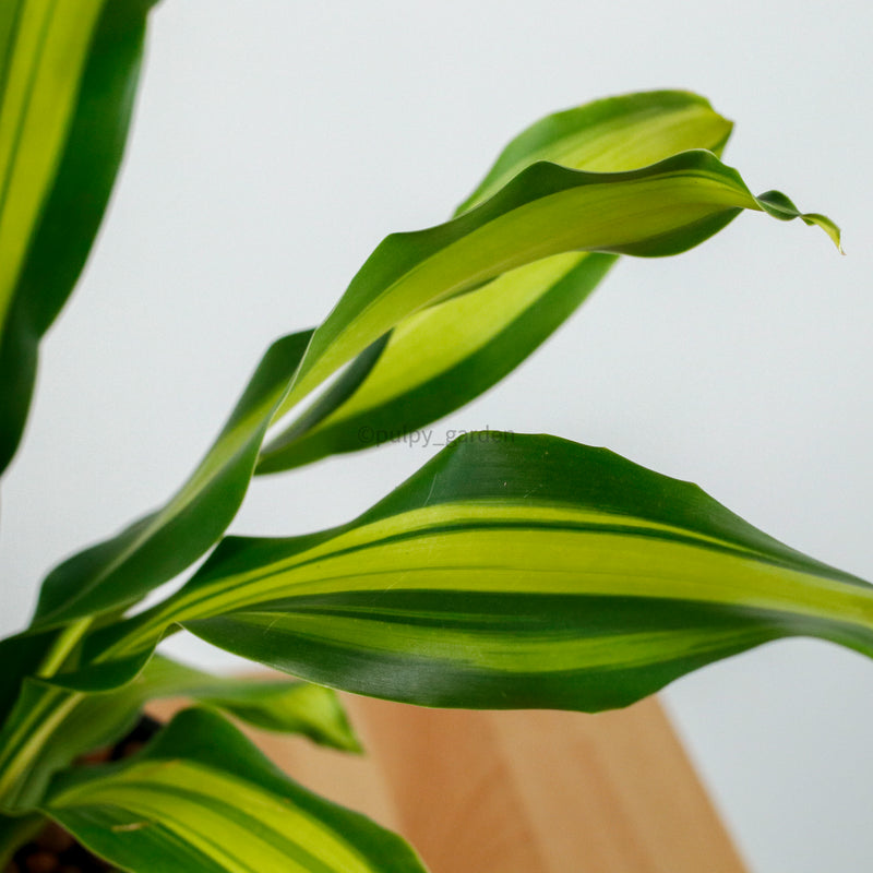 Dracaena Fragrans Burley in Aura Planter