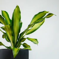 Dracaena Fragrans Burley in Aura Planter