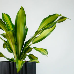 Dracaena Fragrans Burley in Aura Planter