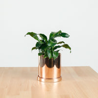 Dracaena Fragrans Burley (S) in Rosie Gold