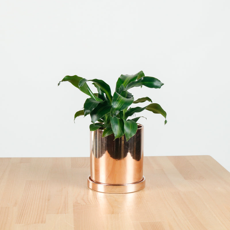Dracaena Fragrans Burley (S) in Rosie Gold