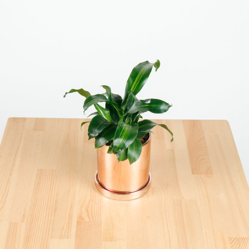 Dracaena Fragrans Burley (S) in Rosie Gold