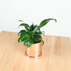 Dracaena Fragrans Burley (S) in Rosie Gold