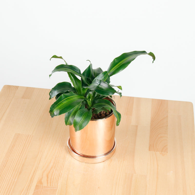 Dracaena Fragrans Burley (S) in Rosie Gold