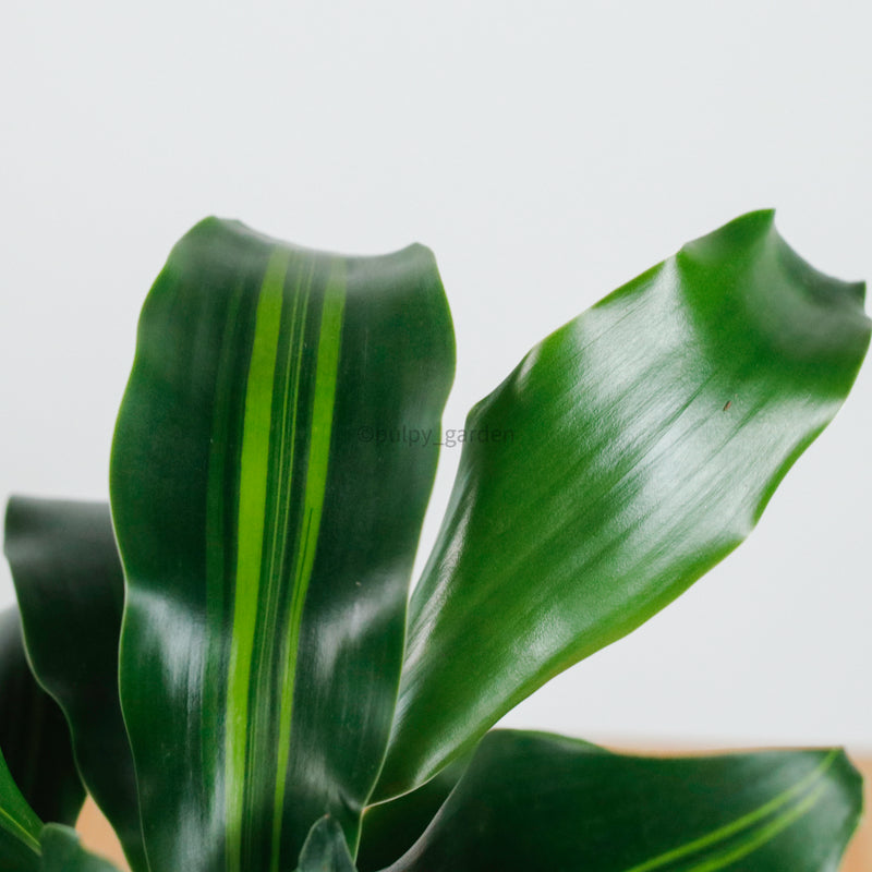 Dracaena Fragrans Burley (S) in Rosie Gold