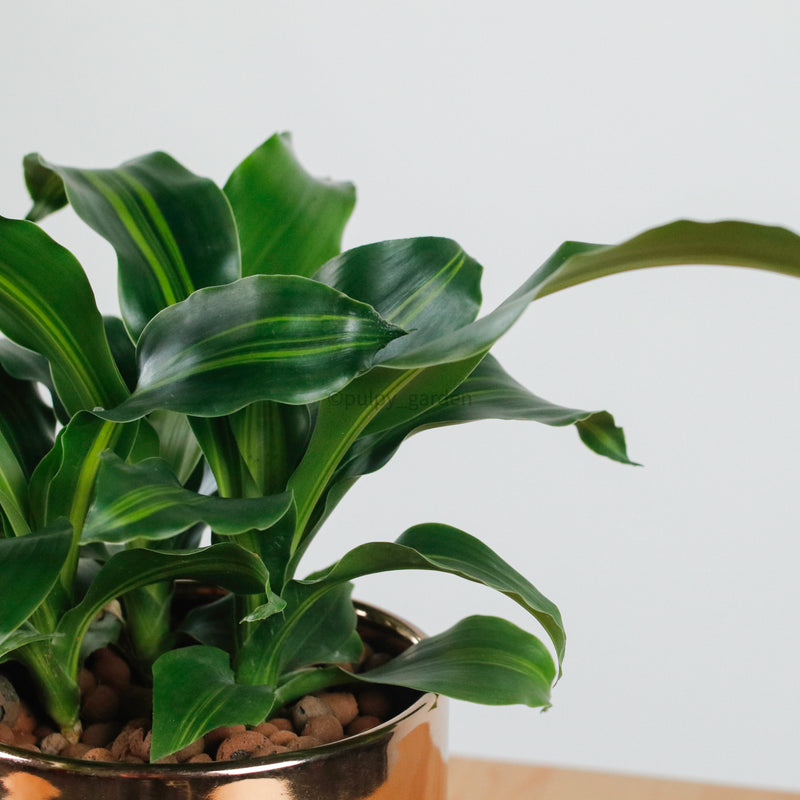 Dracaena Fragrans Burley (S) in Rosie Gold