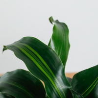 Dracaena Fragrans Burley (S) in Rosie Gold