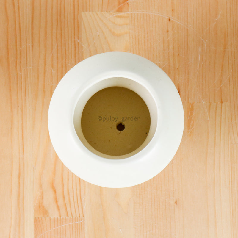 Halo (9cm) without Saucer