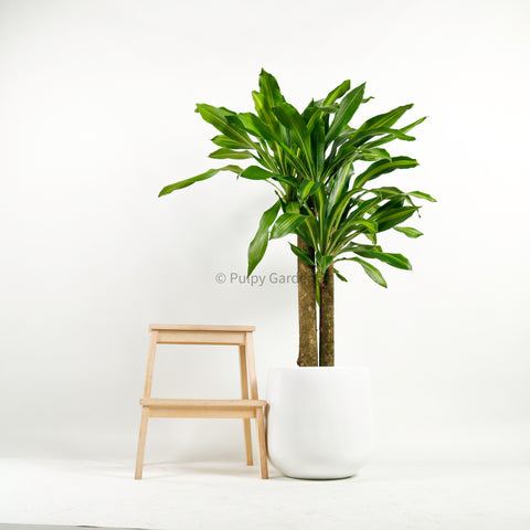 money plant 777 Large Money Plant (XL) (140cm) in Nursery Grow Pot – Pulpy Garden