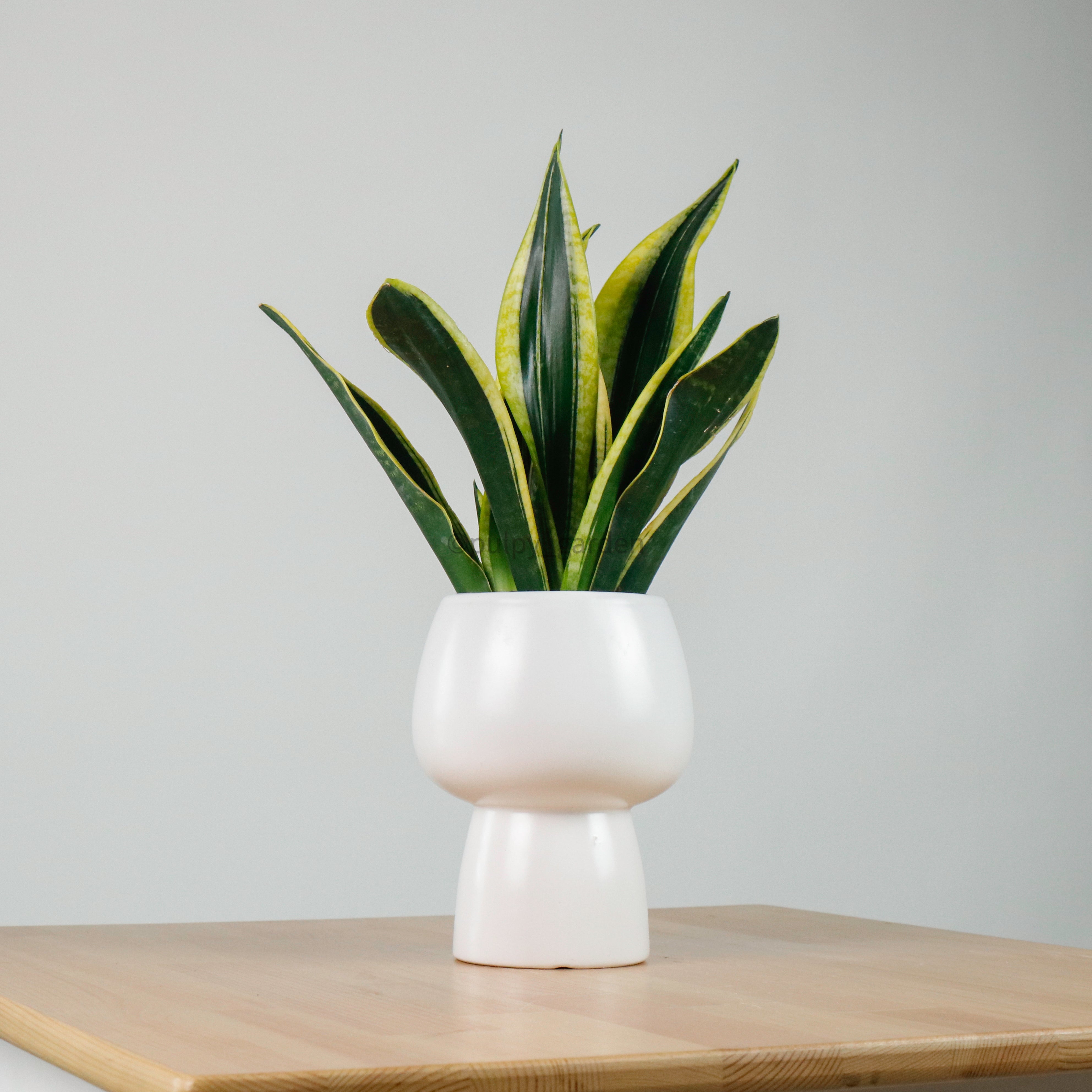 Sansevieria Trifasciata Golden Black in Franca
