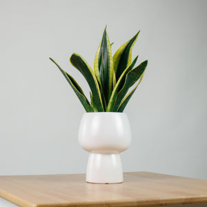 Sansevieria Trifasciata Golden Black in Franca