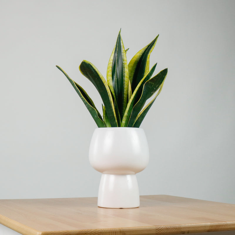 Sansevieria Trifasciata Golden Black in Franca