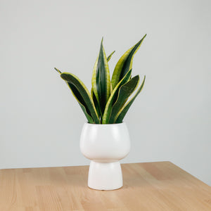 Sansevieria Trifasciata Golden Black in Franca