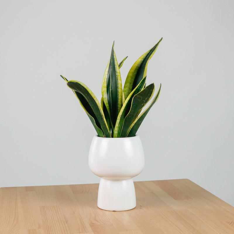 Sansevieria Trifasciata Golden Black in Franca