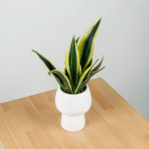 Sansevieria Trifasciata Golden Black in Franca