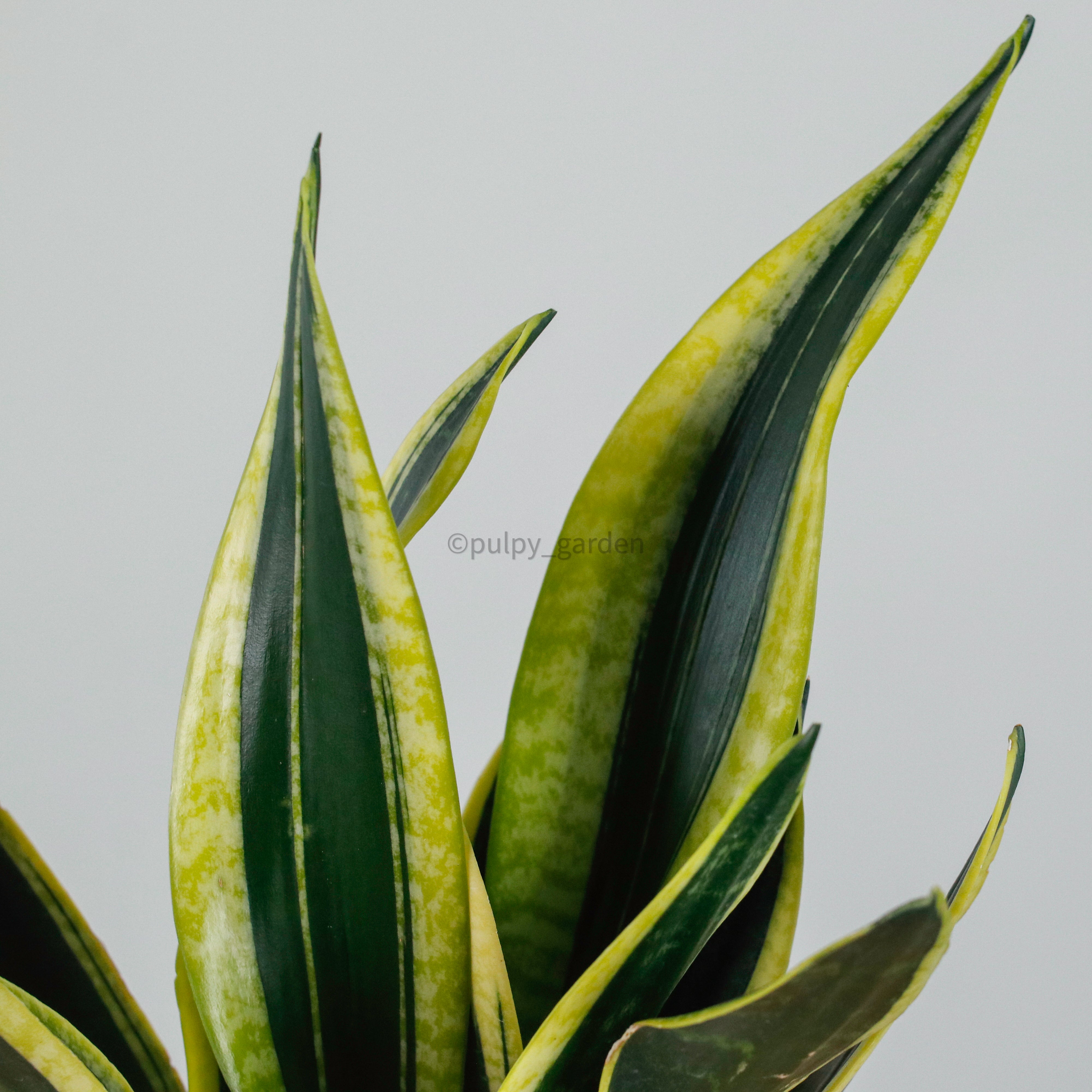 Sansevieria Trifasciata Golden Black in Franca