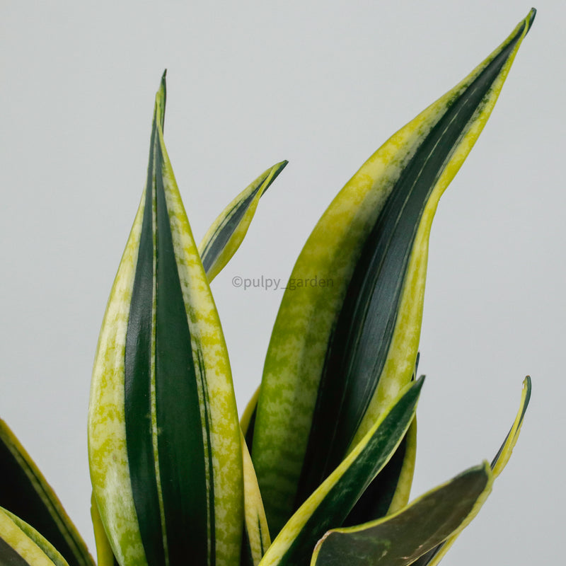Sansevieria Trifasciata Golden Black in Franca