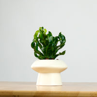 Manila Fern in Halo Planter