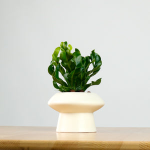 Manila Fern in Halo Planter