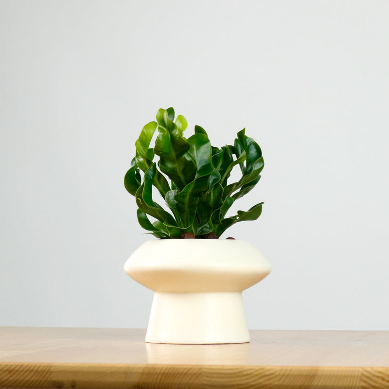 Manila Fern in Halo Planter