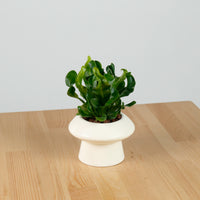 Manila Fern in Halo Planter