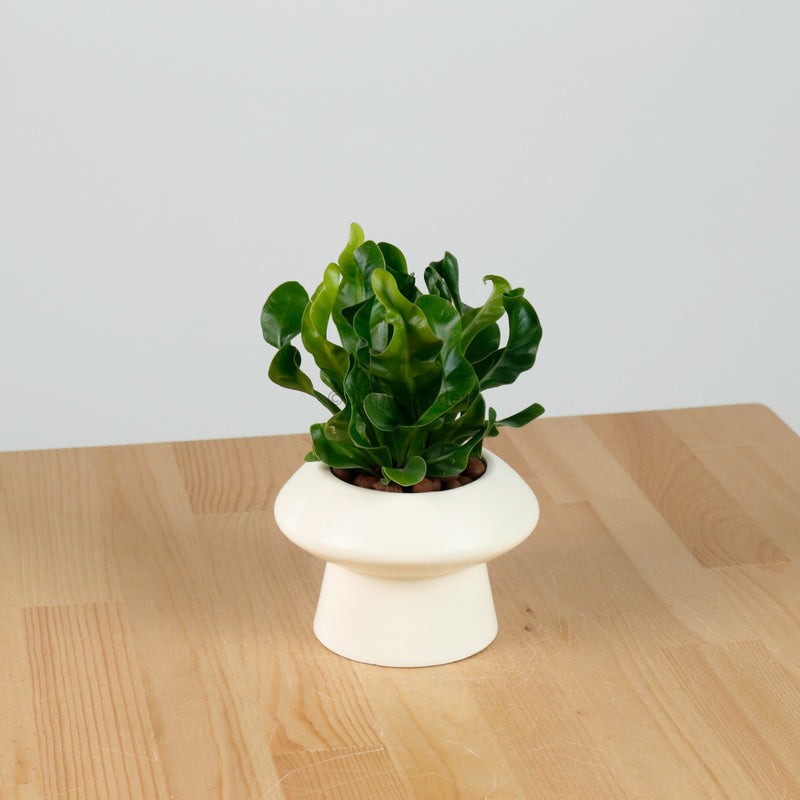 Manila Fern in Halo Planter