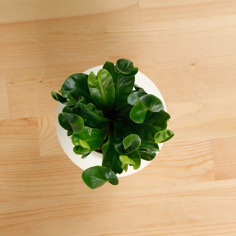 Manila Fern in Halo Planter