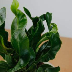 Manila Fern in Halo Planter