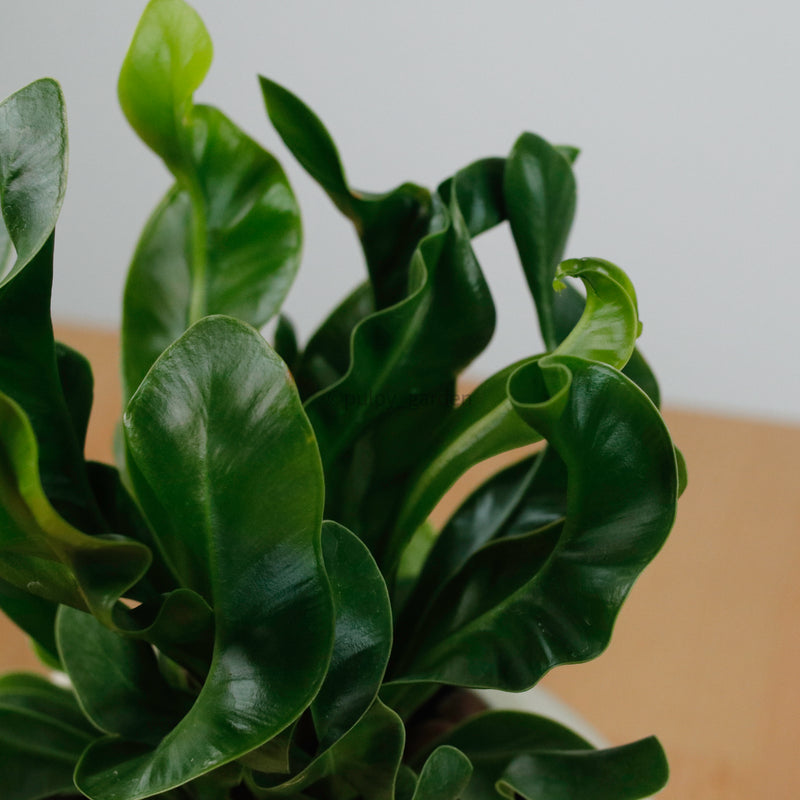 Manila Fern in Halo Planter