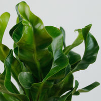 Manila Fern in Halo Planter