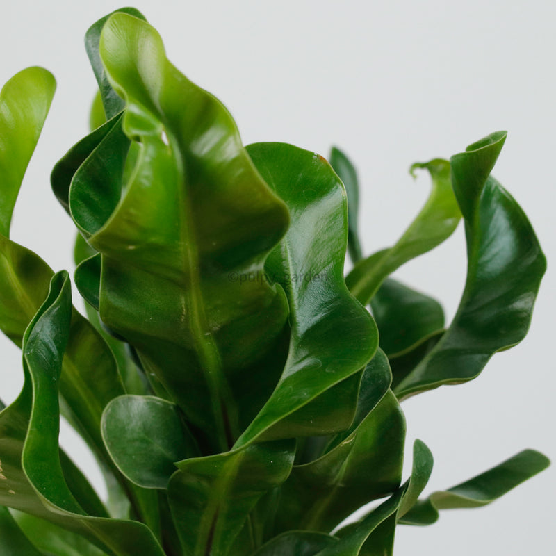Manila Fern in Halo Planter