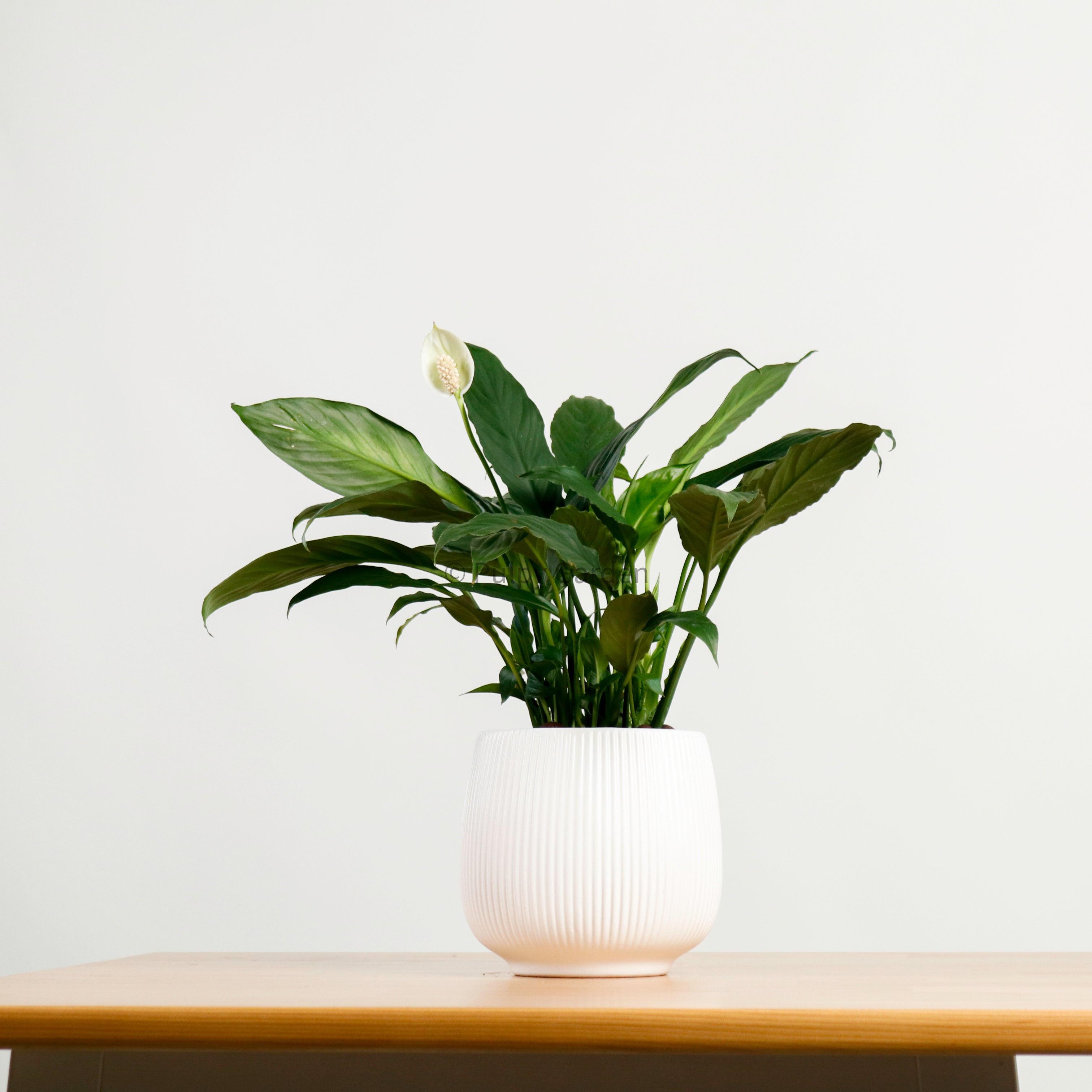 spathiphyllum chopin peace lily Peace Lily in Sora – Pulpy Garden