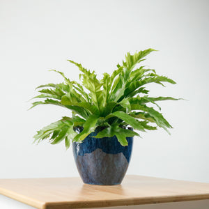 Large Asplenium Venus - Bird's Nest Fern (40cm) in Sapphire
