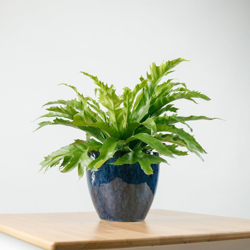 Large Asplenium Venus - Bird's Nest Fern (40cm) in Sapphire