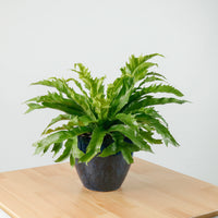 Large Asplenium Venus - Bird's Nest Fern (40cm) in Sapphire