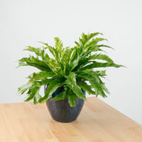 Large Asplenium Venus - Bird's Nest Fern (40cm) in Sapphire