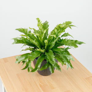 Large Asplenium Venus - Bird's Nest Fern (40cm) in Sapphire