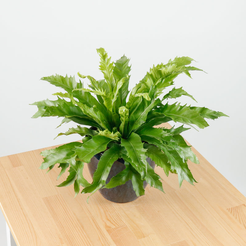 Large Asplenium Venus - Bird's Nest Fern (40cm) in Sapphire