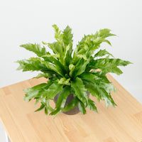 Large Asplenium Venus - Bird's Nest Fern (40cm) in Sapphire