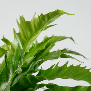 Large Asplenium Venus - Bird's Nest Fern (40cm) in Sapphire