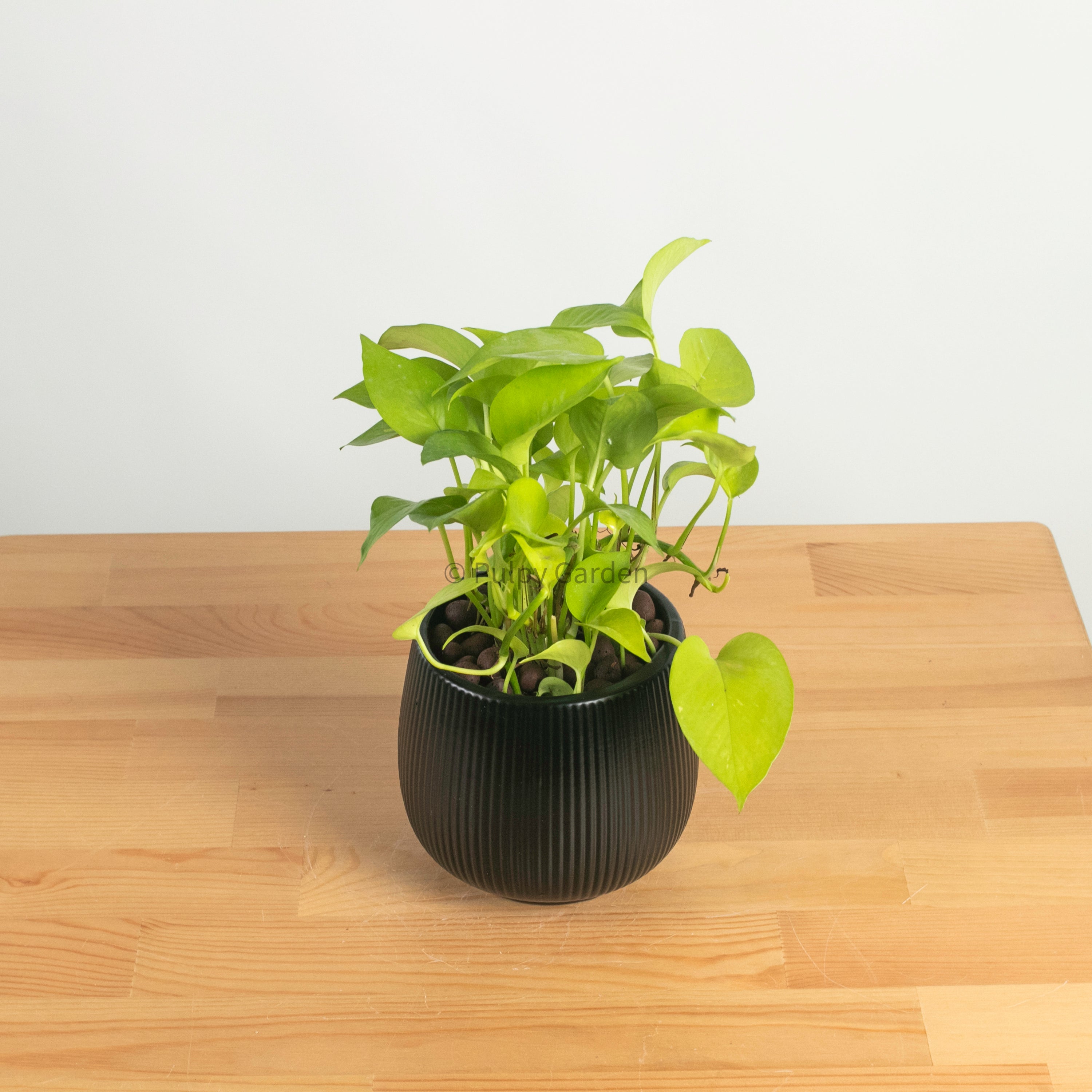Neon Pothos (Money Plant) in Sora – Pulpy Garden