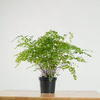 Maidenhair Fern in Nursery Grow Pot