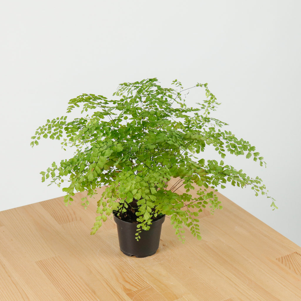 Maidenhair Fern in Nursery Grow Pot