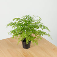 Maidenhair Fern in Nursery Grow Pot