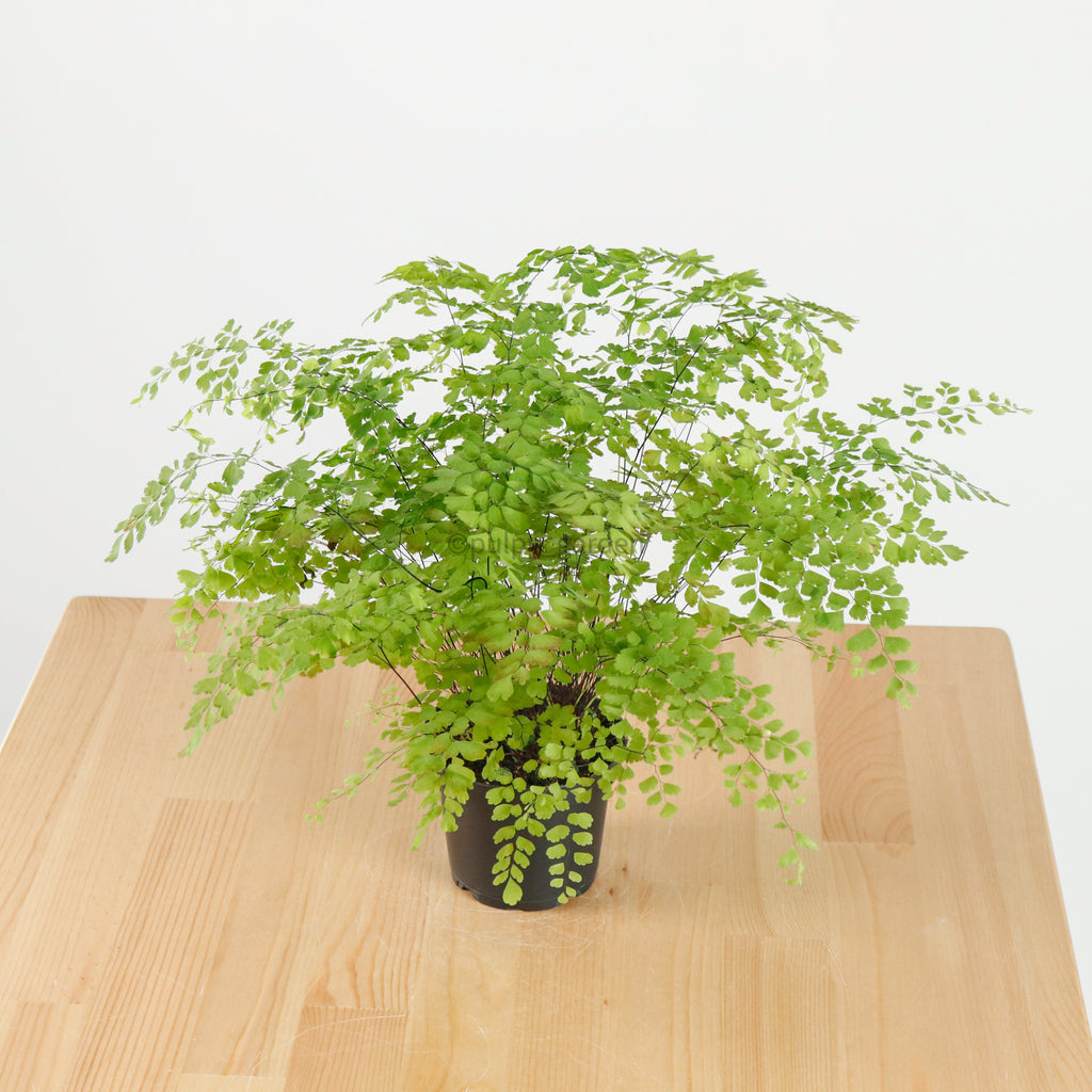 Maidenhair Fern in Nursery Grow Pot