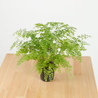 Maidenhair Fern in Nursery Grow Pot