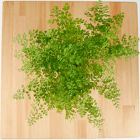 Maidenhair Fern in Nursery Grow Pot