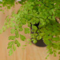 Maidenhair Fern in Nursery Grow Pot