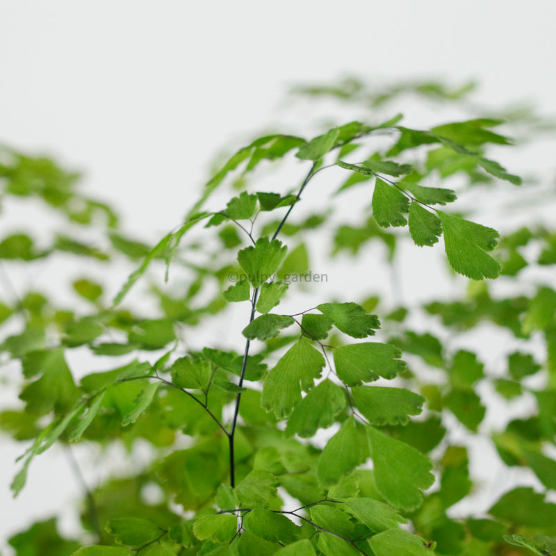Maidenhair Fern in Nursery Grow Pot
