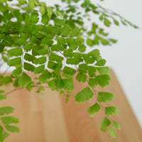 Maidenhair Fern in Nursery Grow Pot